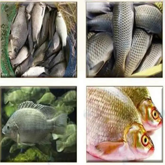 Offre spéciale coupe-poisson à la sardine/utilisation agricole de poisson automatique/Machine de découpe de queue de tête de poisson Machine de découpe de poisson Machine de traitement de poisson