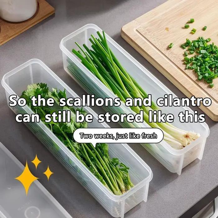 Cilantro – boîte de rangement d'oignons